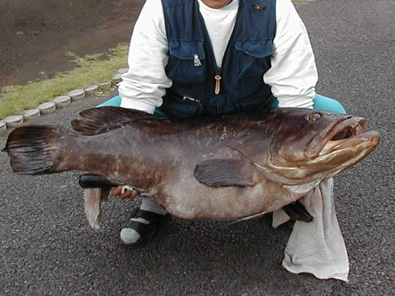 高級魚クエを鍋と刺身でいただく 極上クエ鍋と刺身を通販でお取り寄せ